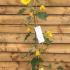 Fremontodendron Californicum 60-80 cm buy online UK.
