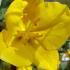 Fremontodendron Californicum is commonly known as the California Flannel Bush, buy online with UK and Ireland delivery