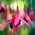 Fuchsia Riccartonii for Sale Fuchsia Magellanica Riccartonii plants to buy online with UK delivery.