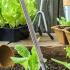 Gardman Soil Thermometer   buy online UK.