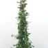 Garrya Elliptica 1.5-1.75 m buy online UK.