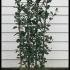 Garrya Elliptica 1.3-1.5 m buy online UK.