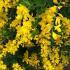 Genista Lydia is also known as Lydian Broom a Yellow Flowering Ground Cover plant - buy UK delivery.