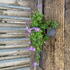 Geranium Johnson’s Blue Cranesbill in 2L 