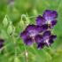 Geranium Phaeum Dusky Cranesbill Flowering Perennial