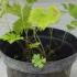 Geranium Psilostemon Dragon Heart 10 cm buy online UK.