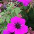 Geranium Psilostemon Dragon Heart plants for sale, large collection of perennials to buy online, UK delivery