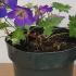 Geranium Rozanne 15-30 cm buy online UK.