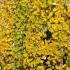 Gingko Biloba Tit (Chi Chi) trees with autumn golden foliage - buy online London UK