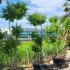 Ginkgo Biloba - Maidenhair Tree 2-2.5 m buy online UK.