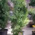 Ginkgo Biloba Colonnare Maris 1.75-2 m buy online UK.