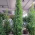Ginkgo Biloba Colonnare Maris 3-3.5 m buy online UK.