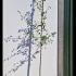 Ginkgo Biloba Eiffel Maidenhair Tree 2.5-3 m buy online UK.