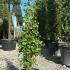 Ginkgo Biloba Fastigiata Selevans Maidenhair Tree 1-1.25 m buy online UK.