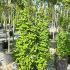 Ginkgo Biloba Fastigiata Selevans Maidenhair Tree 1.25-1.5 m buy online UK.