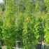 Ginkgo Biloba Fastigiata Selevans Maidenhair Tree 1.5-1.75 m buy online UK.