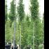 Ginkgo Biloba Fastigiata Selevans Maidenhair Tree 3-3.5 m buy online UK.