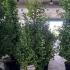 Ginkgo Biloba Fastigiata Selevans Maidenhair Tree 1.75-2 m buy online UK.