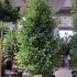 Ginkgo Biloba Fastigiata Selevans Maidenhair Tree 2.5-3 m buy online UK.