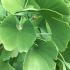 Ginkgo Biloba leaves - detail of the foliage of the Maidenhair tree, buy online with UK delivery.