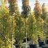 Ginkgo Biloba - Maidenhair Tree 3-3.5 m buy online UK.