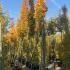 Ginkgo Biloba - Maidenhair Tree 3-3.5 m buy online UK.