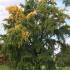 Ginkgo Biloba Maidenhair tree with stunning autumn foliage, leaves become golden in Autumn, buy this Maidenhair tree online with UK delivery.