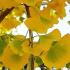 Ginkgo Biloba trees are also commonly known as Maidenhair trees because of their delicate leaves, a beautiful tree especially with autumn colours, buy UK.