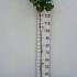 ginkobilmari 1.1-1.2 m buy online UK.