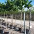 Ginkgo Biloba Mariken 2.2-2.6 m buy online UK.