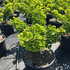 ginkobilmari 50-60 cm buy online UK.