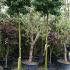 Ginkgo Biloba Mariken as full standard Trees, UK