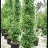 Ginkgo Biloba Princeton Sentry 1.75-2 m buy online UK.