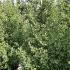 Ginkgo Biloba Princeton Sentry 2-2.5 m buy online UK.