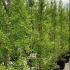 Ginkgo Biloba Pyramidalis Maidenhair Tree 2-2.5 m buy online UK.