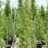 Ginkgo Biloba Pyramidalis Maidenhair Tree 2.5-3 m buy online UK.