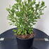 gbs 1-1.25 m buy online UK.