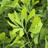 Ginkgo Saratoga Maidenhair Tree