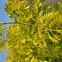 Gleditsia Sunburst honey locust tree with bright yellow feathery foliage in spring