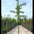 Gleditsia Triacanthos Inermis Honey Locust 3-3.25 m buy online UK.