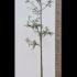 Gleditsia Triacanthos Skyline Honey Locust 3.75-4.25 m buy online UK.