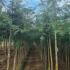 Gleditsia Triancanthos - Honey Locust  2.75-3.25 m buy online UK.