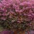Beautiful globe shaped Loropetalum Chinense, pink flowering and trained into a topiary globe. Buy online with UK delivery.