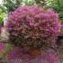 Beautiful globe shaped Loropetalum Chinense, pink flowering and trained into a topiary globe. Buy online with UK delivery.