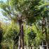 Pinus Pinea, hardy trees, Paramount Plants and Gardens UK - For sale London