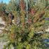 Grevillea Juniperina 60-80 cm buy online UK.