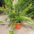 Grevillea Juniperina (Prickly Spider Flower), evergreen shrub with exotic red flowers in summer