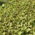 Sweeping Griselinia hedging in a coastal location