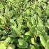 Close up of Griselinia foliage - evergreen screening hedge in an English garden