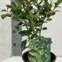 Griselinia Green Horizon 40-50 cm buy online UK.